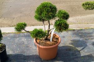 Pinus mugo ´Gnom´