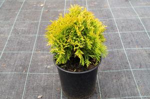 Thuja occidentalis ´Mirjam®´