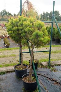 Pinus mugo ´Golden Glow´