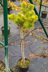 Pinus mugo ´Laarheide´