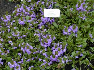 Scaevola aemula ´mix´