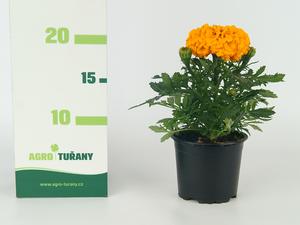 Tagetes erecta ´Antigua´