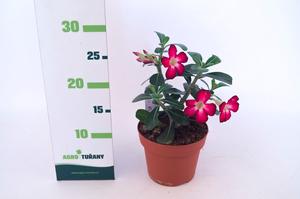 Salvia pratensis ´Pretty in Pink´