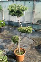 Cedrus deodara ´Feeling Blue®´