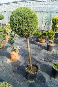 Cupressocyparis leylandii ´Pyramidalis (2001)´