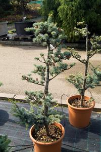 Cedrus atlantika ´Glauca´