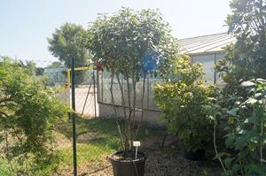 Photinia x fraseri ´Red Robin´
