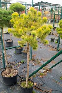 Pinus mugo ´Golden Glow´