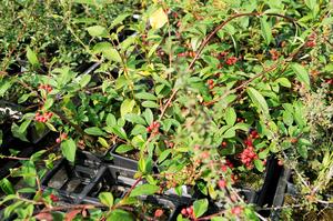 Cotoneaster dammeri