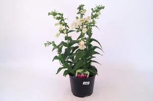 Penstemon barbatus ´var. coccineus´