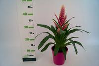 Magnolia grandiflora ´Alta®´