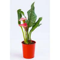 Schizophragma hydrangeoides ´Roseum´