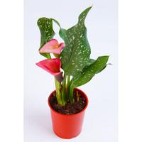 Schizophragma hydrangeoides ´Roseum´