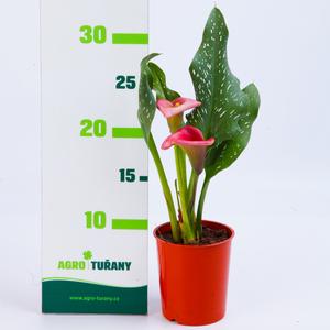 Schizophragma hydrangeoides ´Roseum´