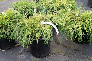 Chamaecyparis pisifera ´Sungold´