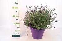 Lavandula angustifolia ´Rosea´
