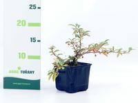 Cotoneaster salicifolius ´Repens´