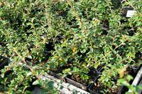 Cotoneaster x suecicus ´Skogholm´