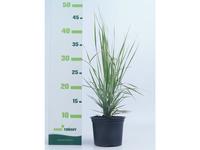 Miscanthus sinensis ´Kleine Silberspinne´