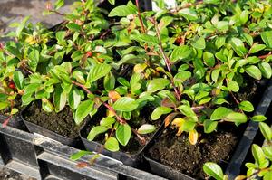 Cotoneaster dammeri