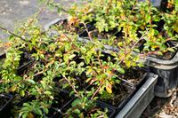 Cotoneaster x suecicus ´Coral Beauty´