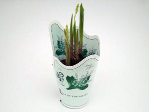 Camassia leichtlinii ´Maybelle®´