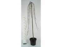 Salix caprea Pendula ´Kilmarnock´