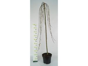 Salix caprea Pendula ´Kilmarnock´