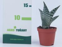 Hydrangea paniculata ´Skyfall®´