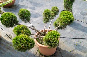 Juniperus chinensis ´Mint Julep´