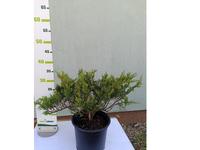 Juniperus sabina ´Tamariscifolia - AKCE 1+1´