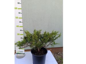 Juniperus sabina ´Tamariscifolia´