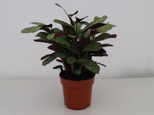 Vitis vinifera ´Romulus´